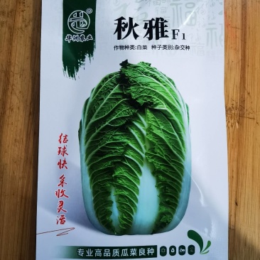 河南郑州大白菜种子秋雅菜型美观叶色较绿包心快中桩叠包
