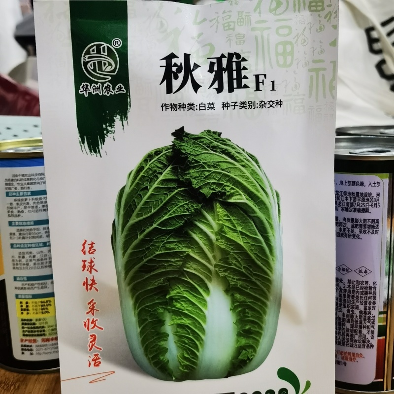 河南郑州大白菜种子秋雅菜型美观叶色较绿包心快中桩叠包