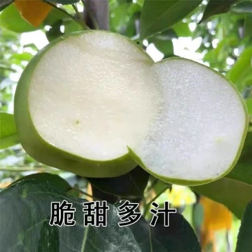 砀山酥脆518青皮蜜梨肉质细腻连片果园对接商超