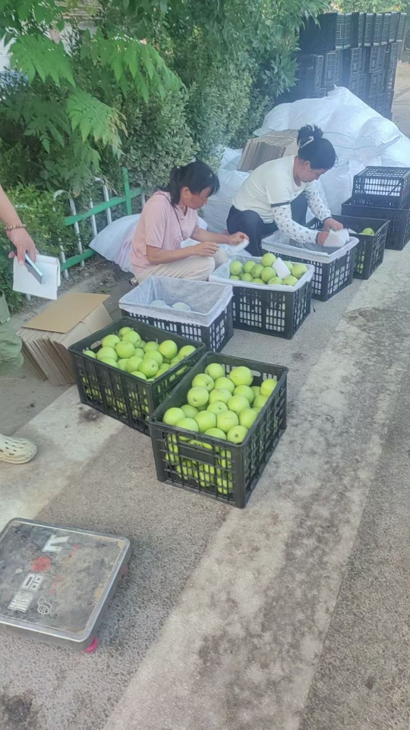 砀山酥脆518青皮蜜梨肉质细腻连片果园对接商超