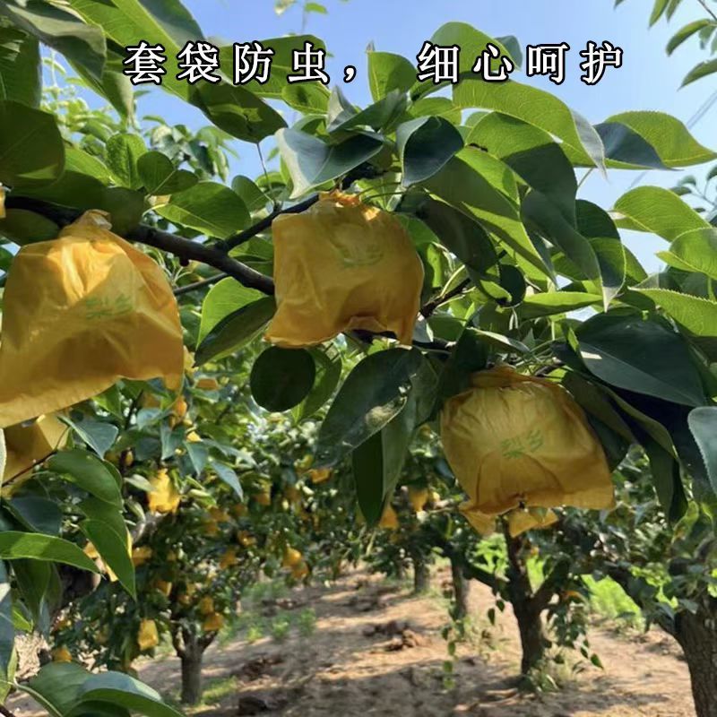 砀山酥脆518青皮蜜梨肉质细腻连片果园对接商超