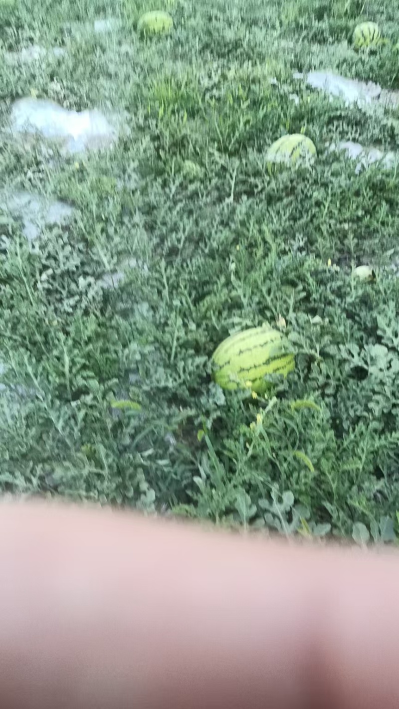 硒砂瓜宁夏石头瓜产地直发质量三包对接全国商超市场