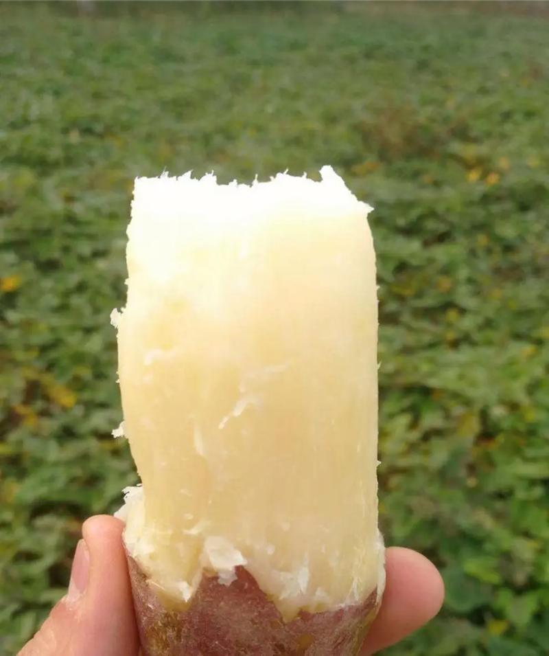 河北邢台威县白哈密，龙九，西瓜红红薯上市了啊。欢迎选购！