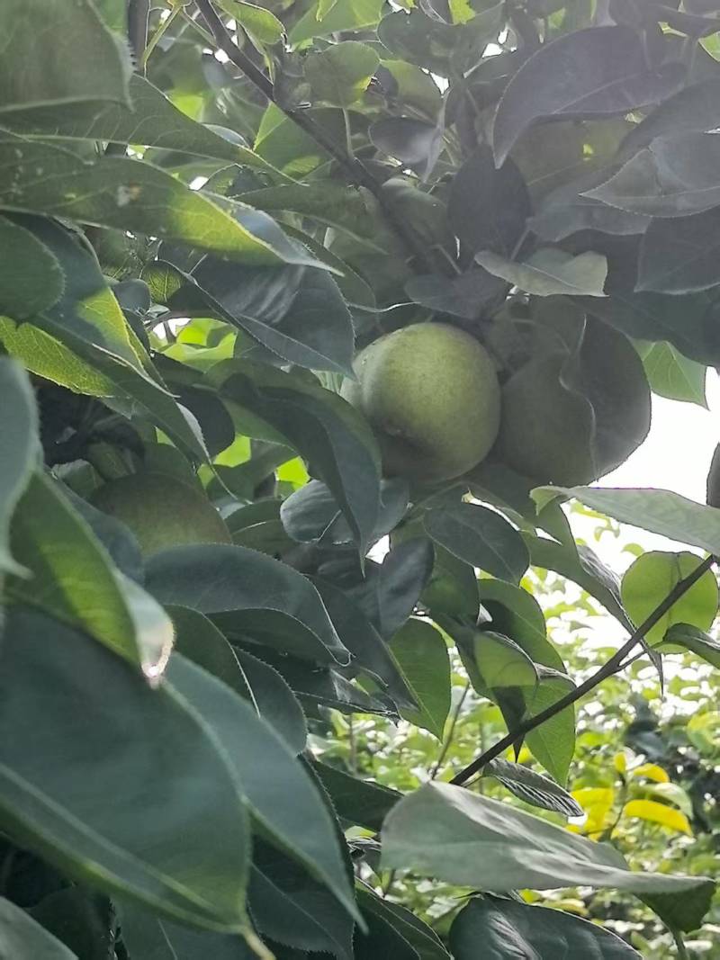 脆冠梨产地直发