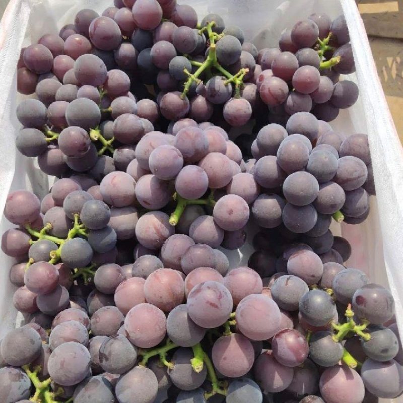 藤稔葡萄大量上市中