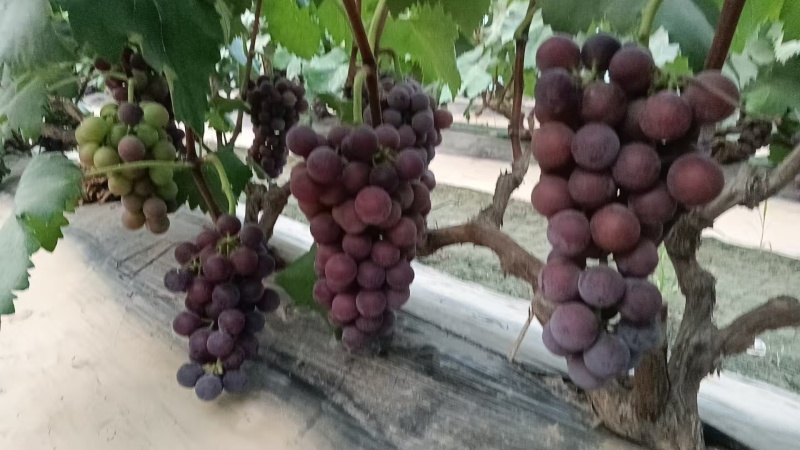 藤稔葡萄大量上市中
