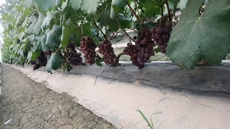 藤稔葡萄大量上市中