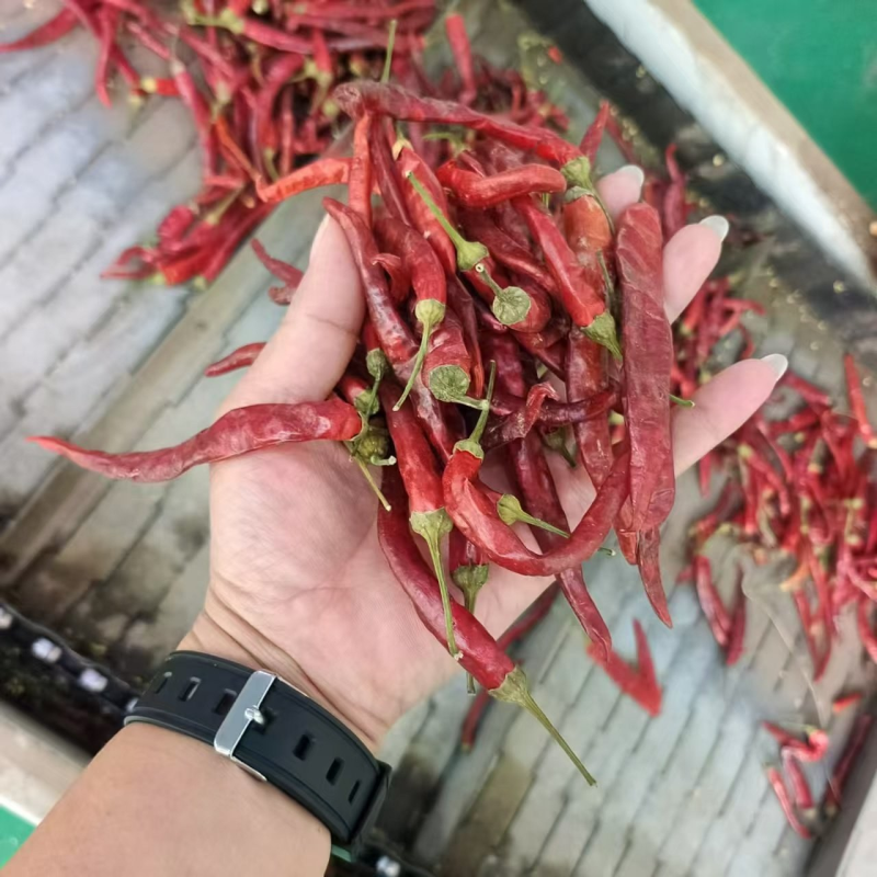 新疆艳椒精品货，欢迎大佬们前来选购欢迎咨询支持一件代发