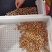 水培花生芽厂家直发常年供货按需包装对接全国