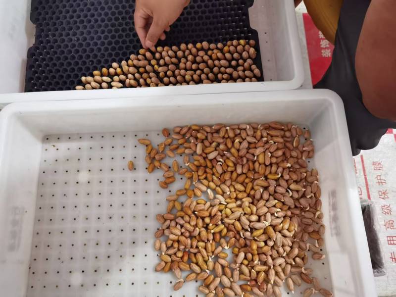 水培花生芽厂家直发常年供货按需包装对接全国