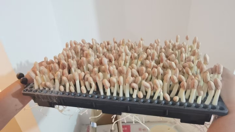 水培花生芽对接全国品质保障进店咨询视频看货选货