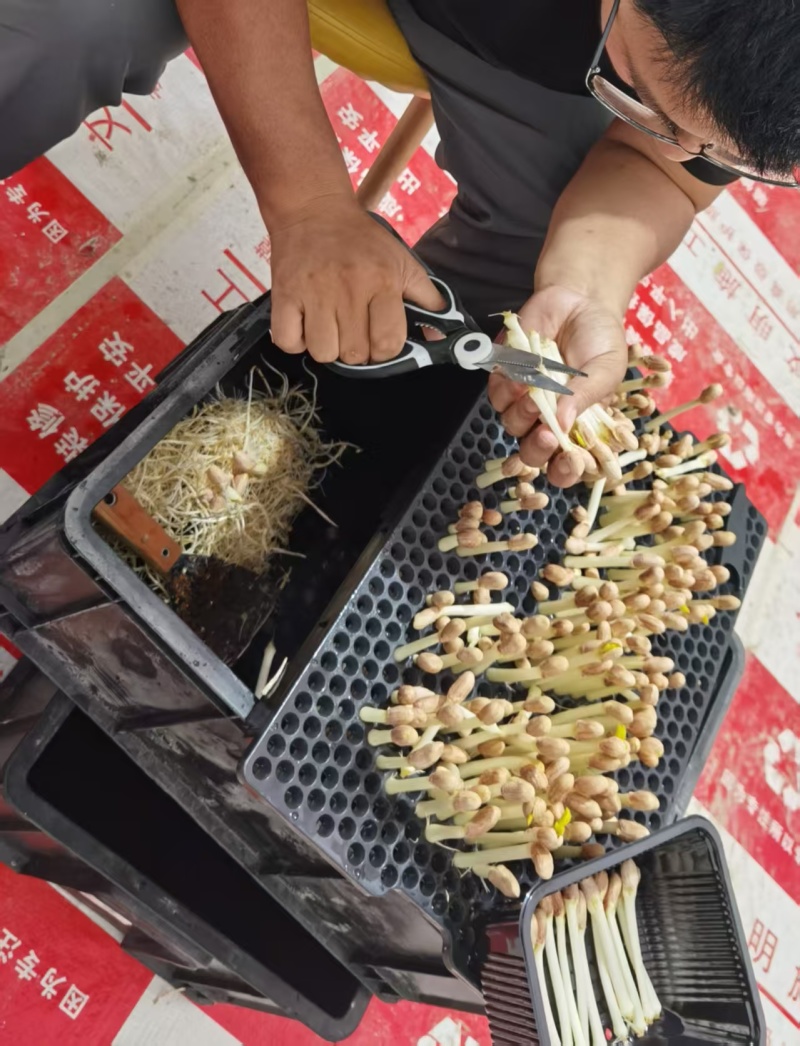 水培花生芽对接全国品质保障进店咨询视频看货选货