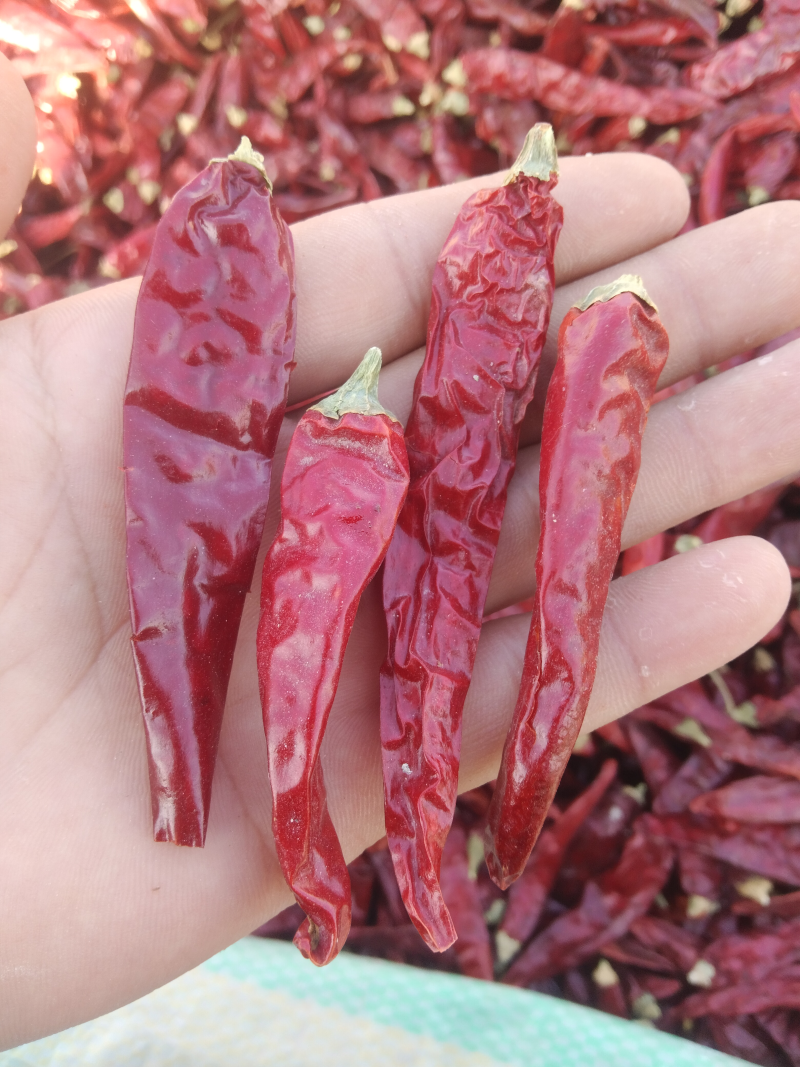 真辣8优质高辣净货，干度九成五，无杂质，辣度二十万以上