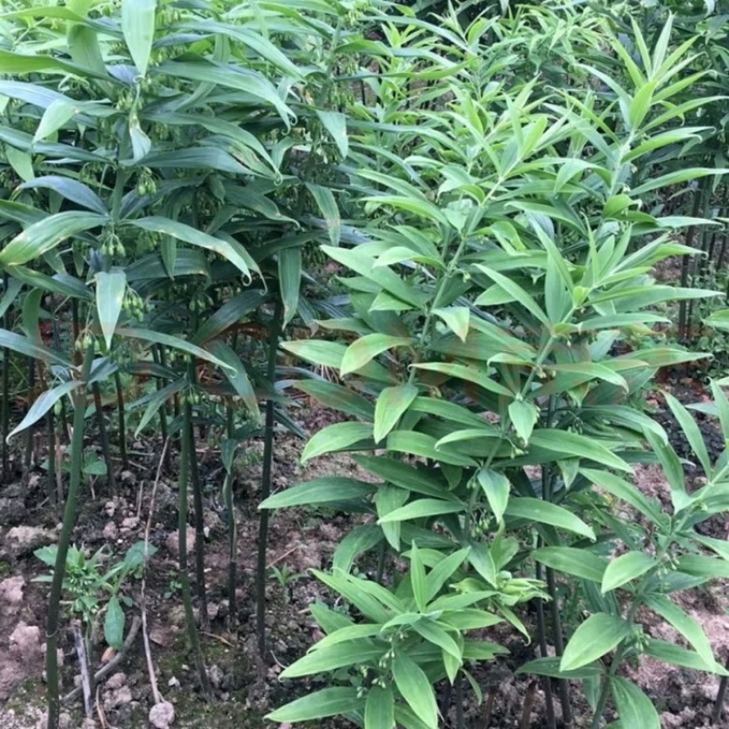 湖南邵阳多花黄精现挖现发价格美丽欢迎咨询下单