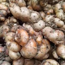 湖南邵阳沙姜批发零售价格美丽诚信合作欢迎来电