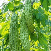 滑县精品苦瓜种植基地直发，现摘现发，当季蔬菜