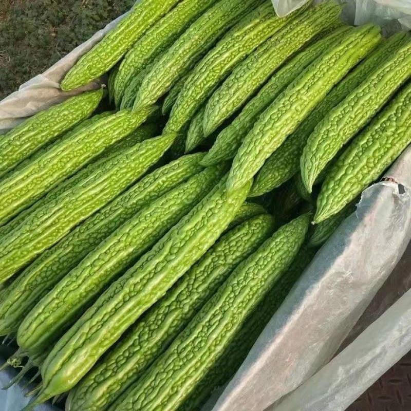 滑县精品苦瓜种植基地直发，现摘现发，当季蔬菜