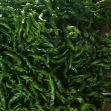 新鲜辣椒