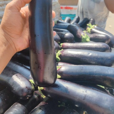 【产地直供】新鲜大龙茄子烧烤棒茄现货批发量大价优