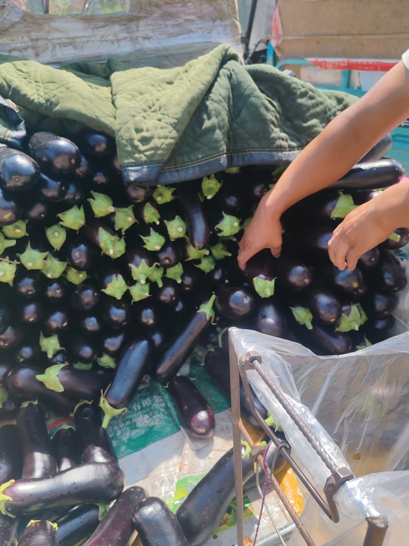 【产地直供】新鲜大龙茄子烧烤棒茄现货批发量大价优
