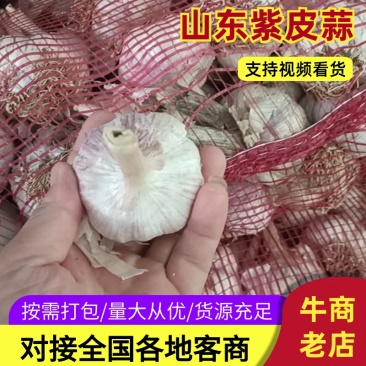 山东精品紫皮蒜新鲜大量紫皮蒜上市量大从优