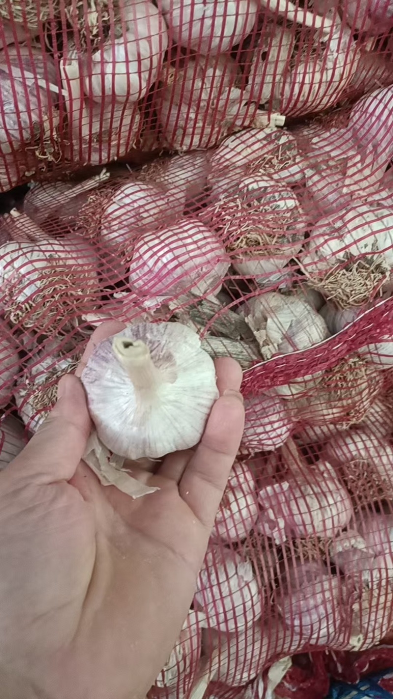 山东精品紫皮蒜新鲜大量紫皮蒜上市量大从优