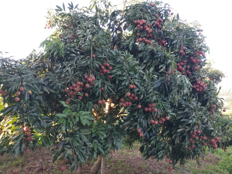 合江荔枝降沙兰
