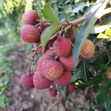 合江荔枝降沙兰