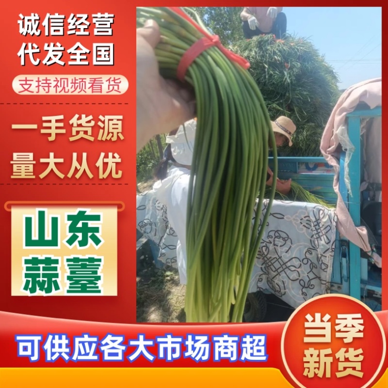 山东精品蒜薹新鲜大量蒜台上市量大从优