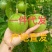 黄金百香果