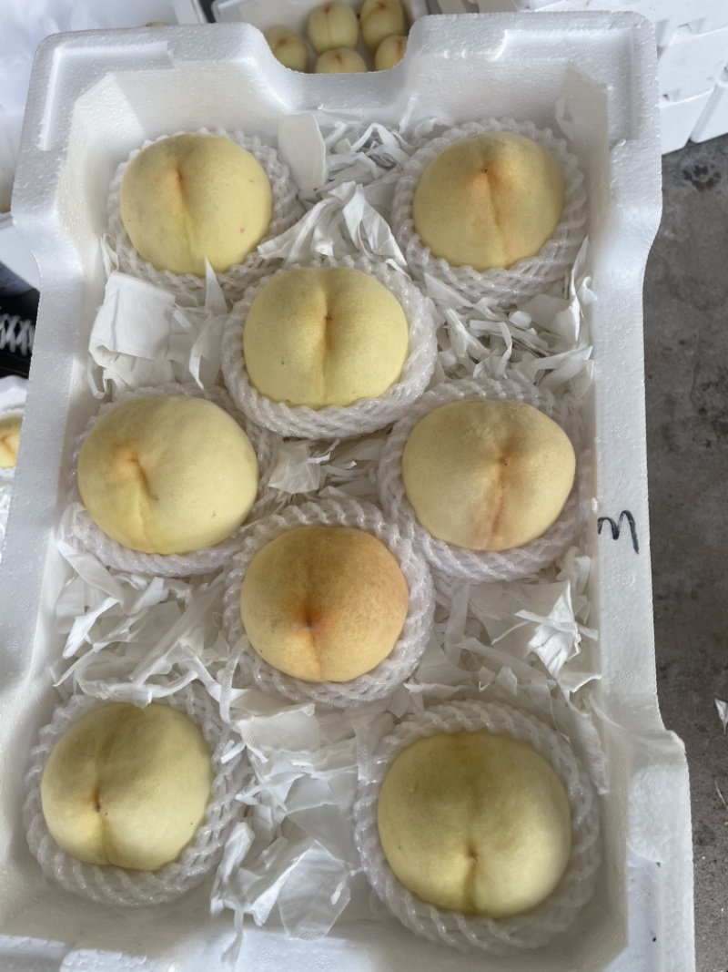 脆桃，水蜜桃，黄桃系列都有