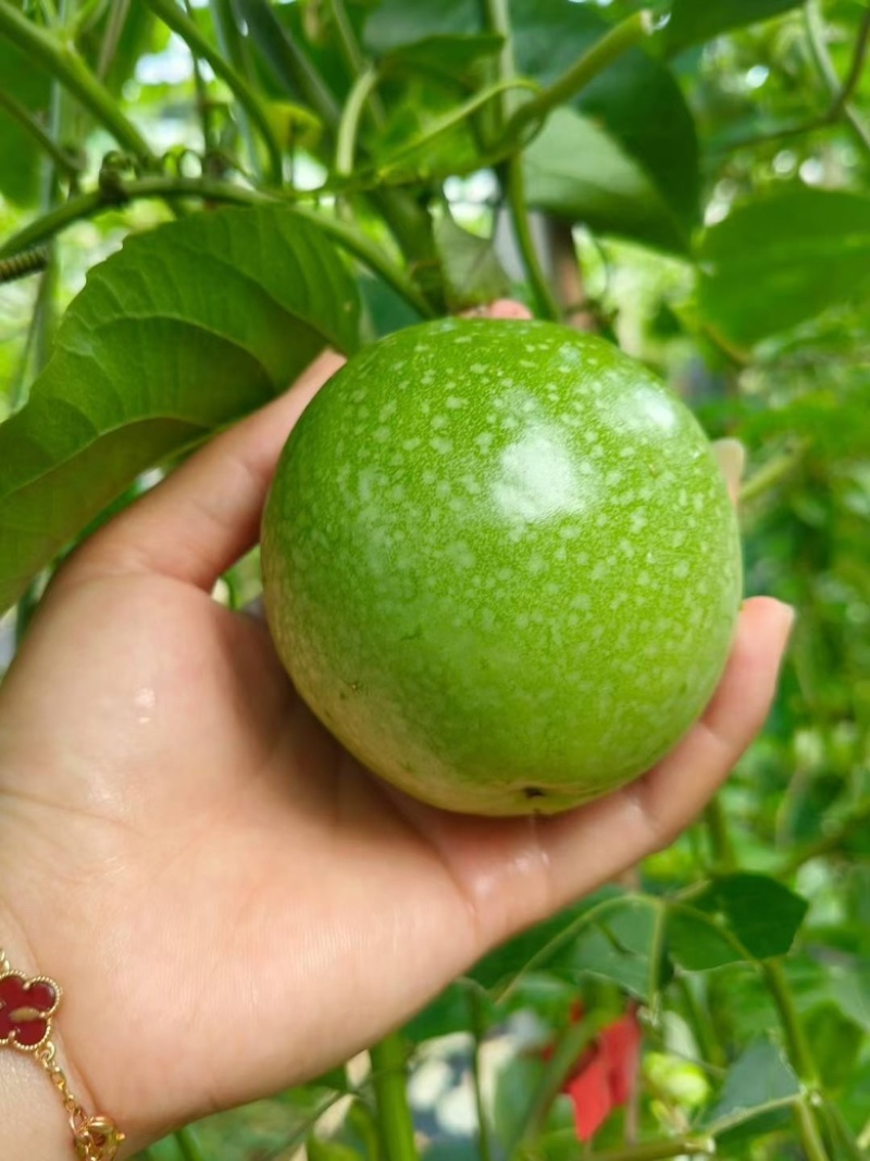 黄金百香果