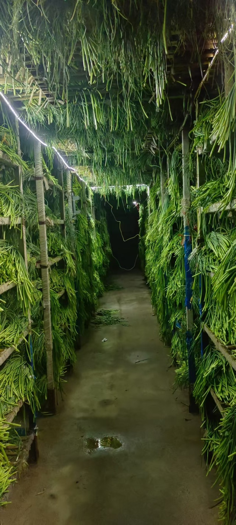 山东精品蒜薹济南大青稞蒜苔新鲜现货当季新货