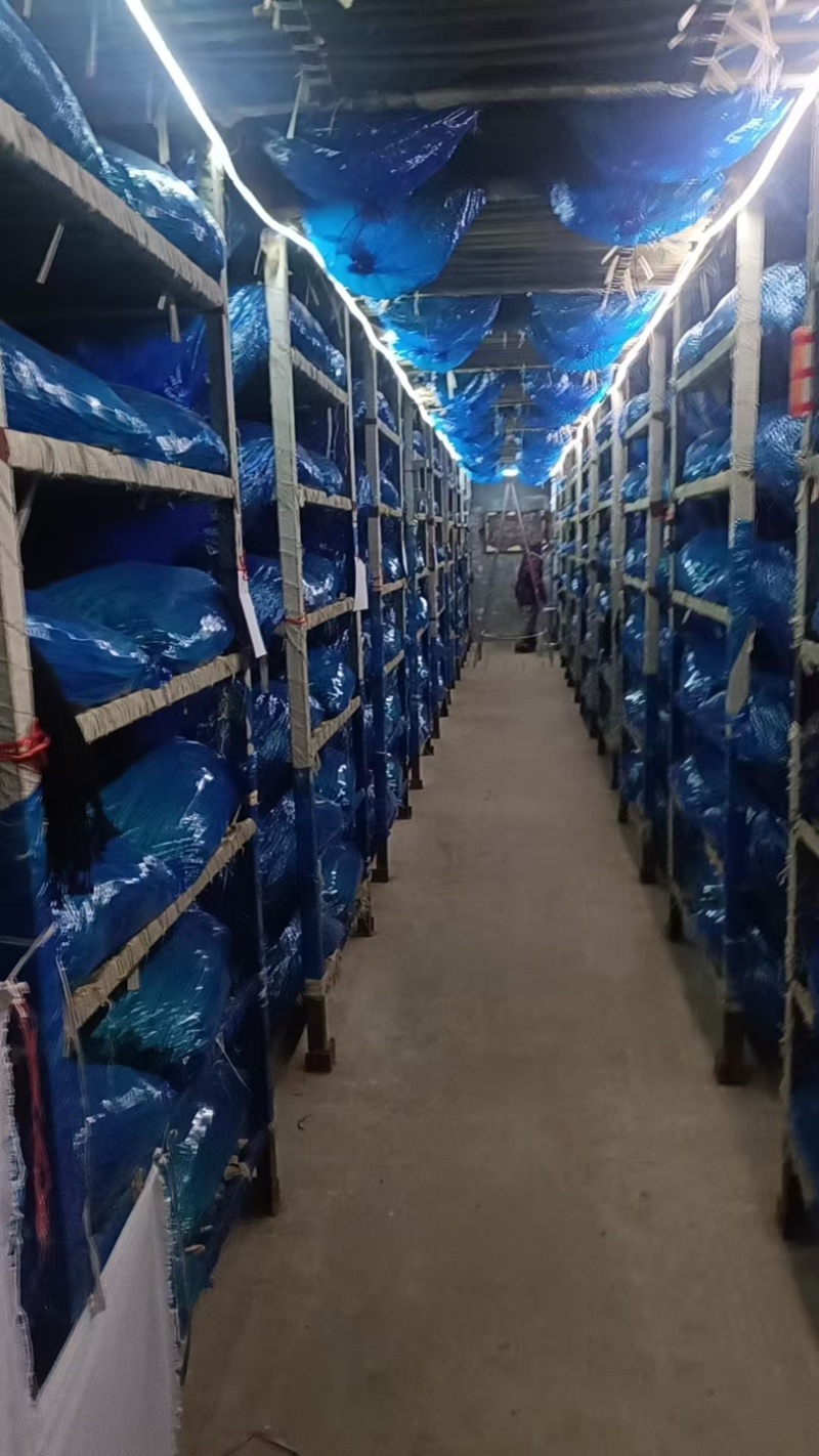 山东精品蒜薹济南大青稞蒜苔新鲜现货当季新货