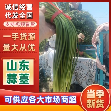 济南商河大青稞蒜苔