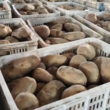 荷兰土豆