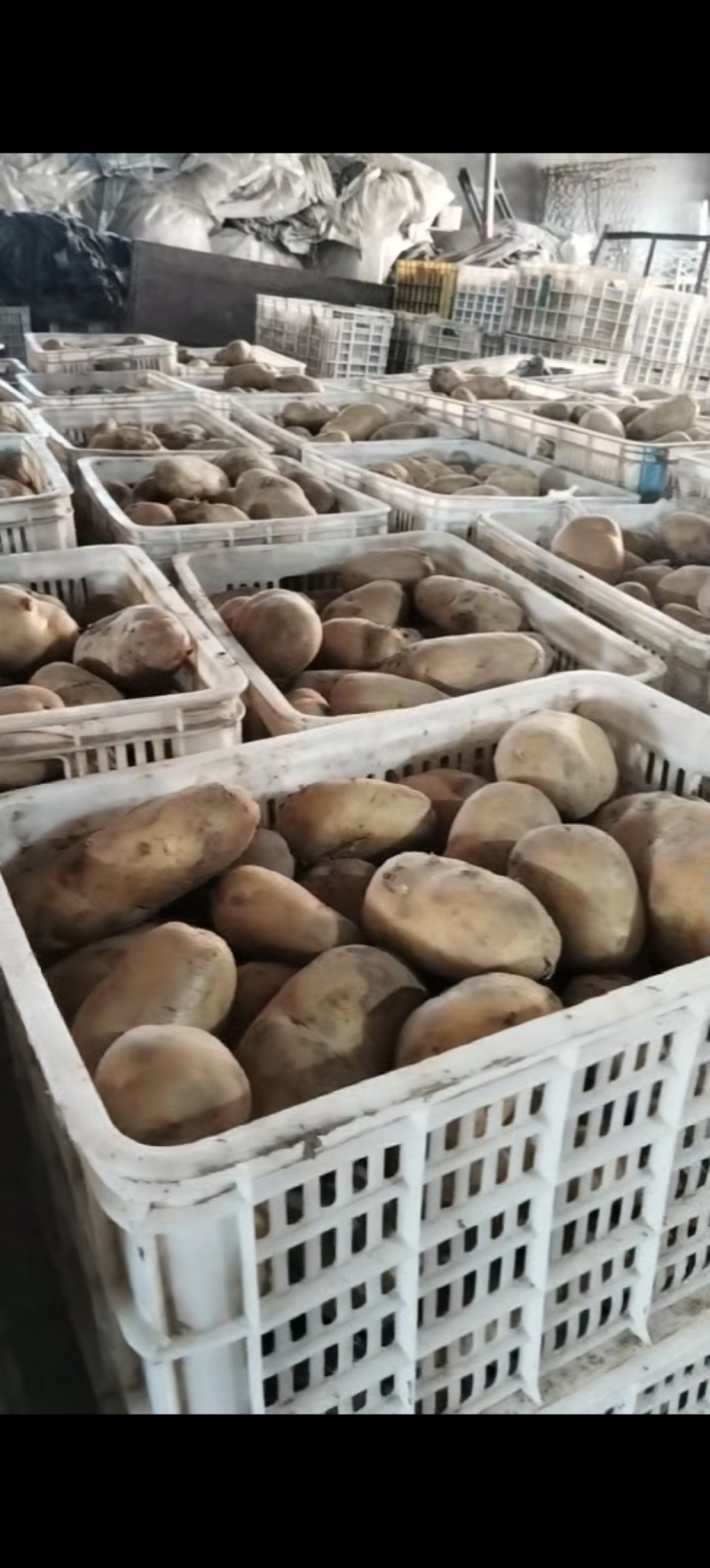 荷兰土豆