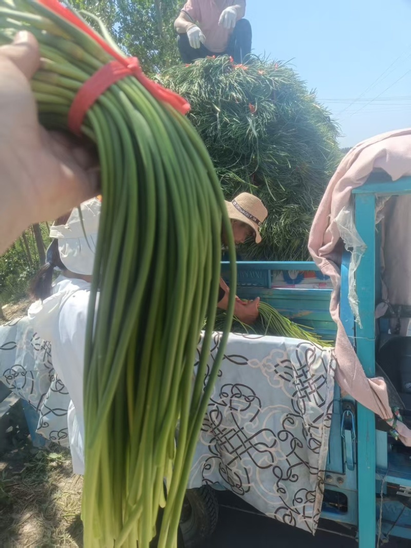 山东精品蒜薹济南大青稞蒜苔新鲜现货当季新货