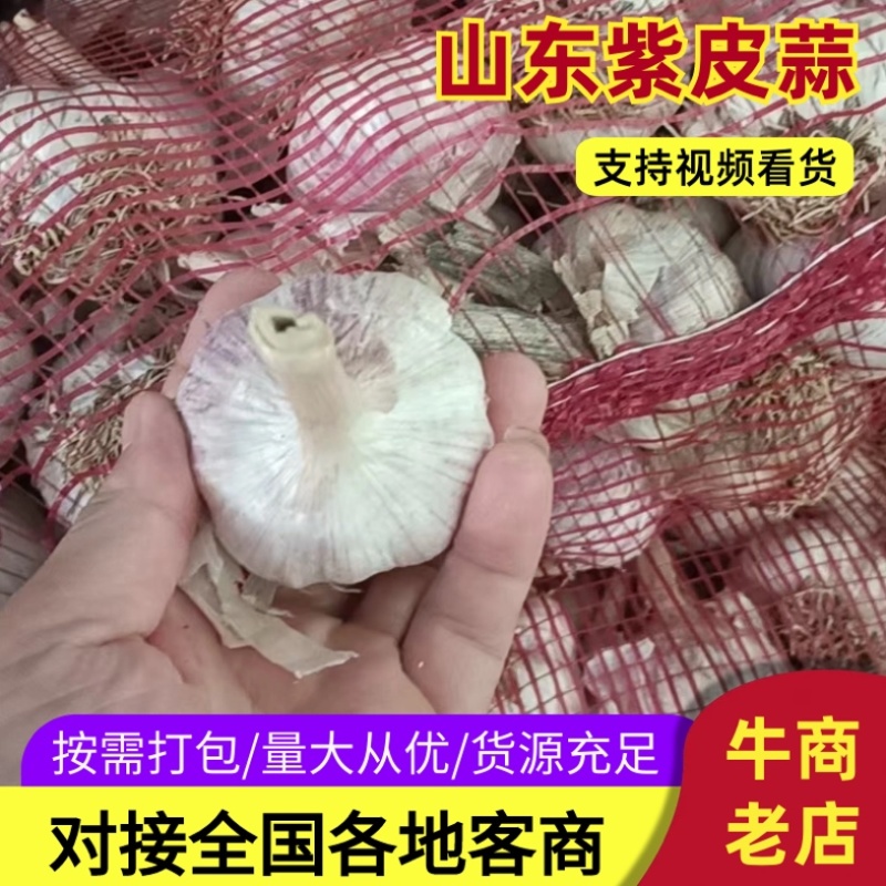 山东济南市商河大蒜基地欢迎你，我处有冷库，场地，