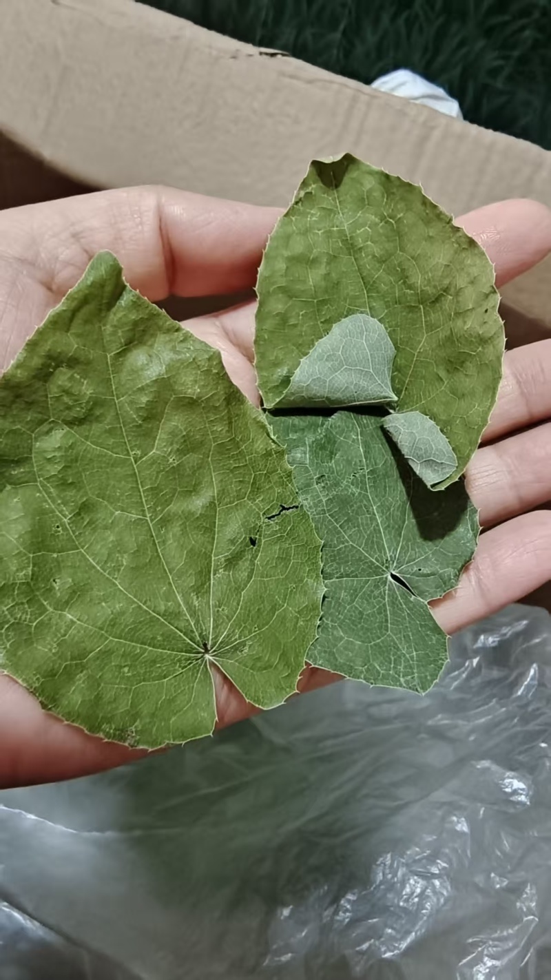 淫羊藿甘肃圆叶选货颜色好量大优惠