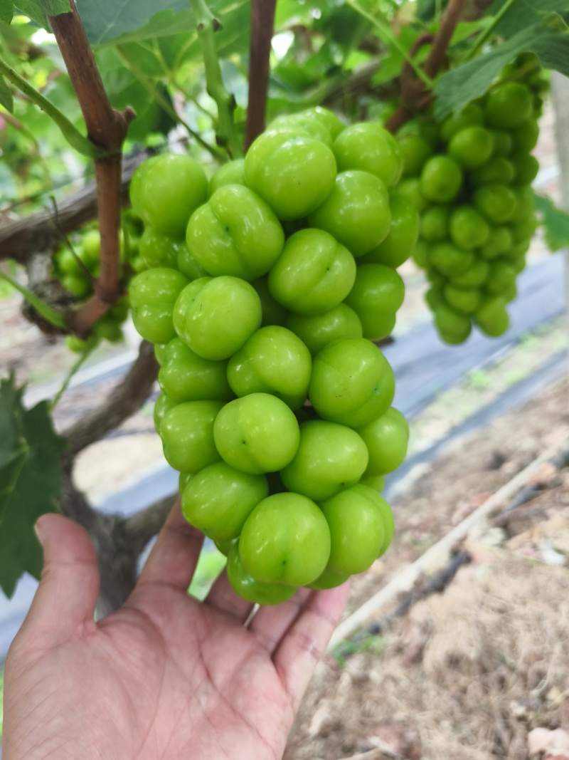 精品葡萄阳光玫瑰葡萄地头代采代发货保证质量可开发票