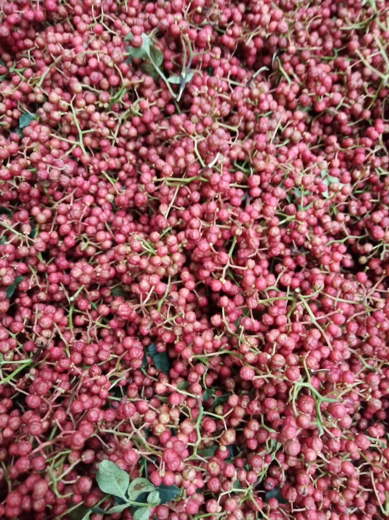 正宗富平花椒产地供应量大从优质量保证欢迎咨询