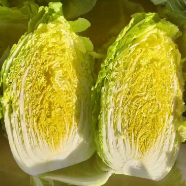 白菜，黄心大白菜