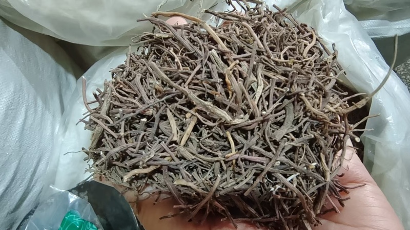 紫苑产地直销各种规格2斤包邮量大优惠
