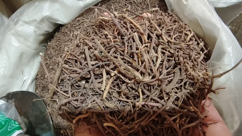 紫苑产地直销各种规格2斤包邮量大优惠