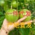 黄金百香果