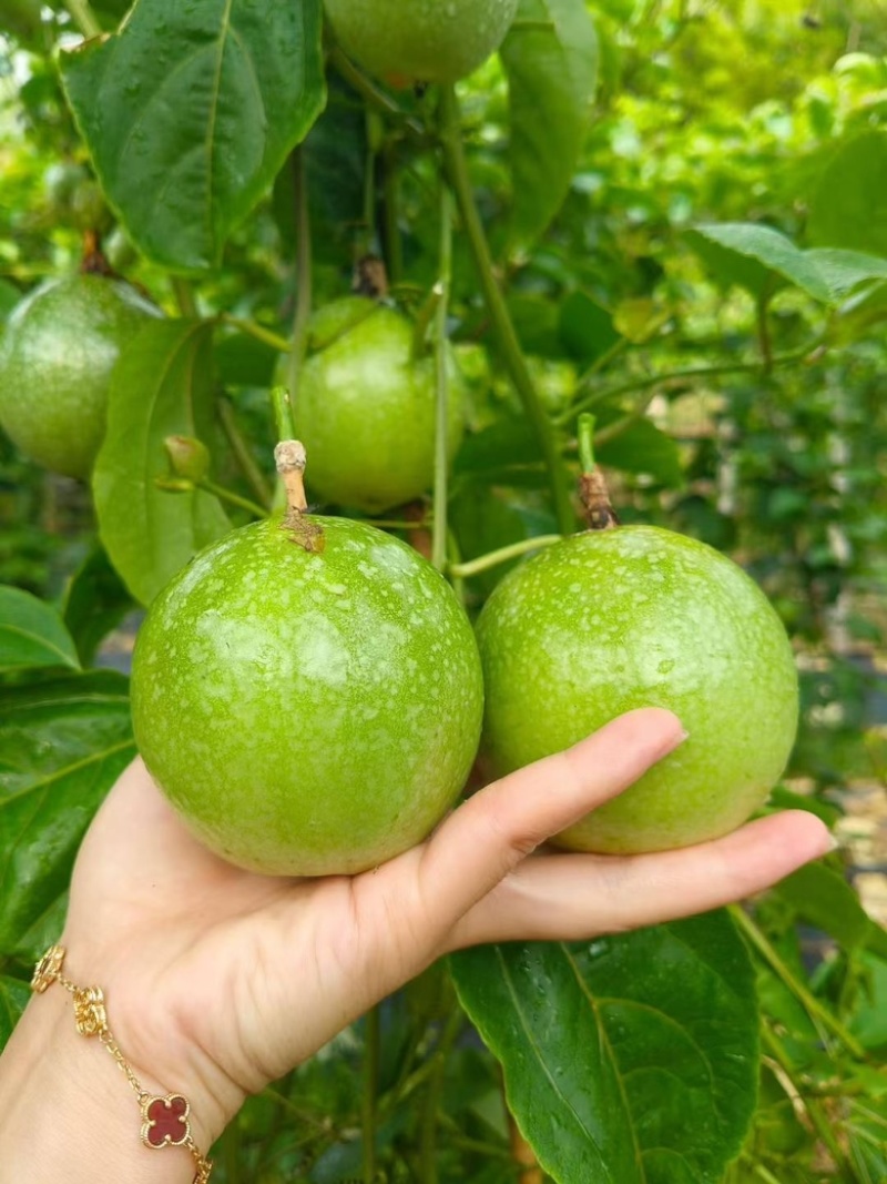 黄金百香果