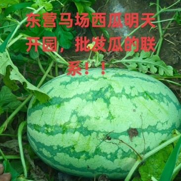 甜王西瓜皮薄红壤