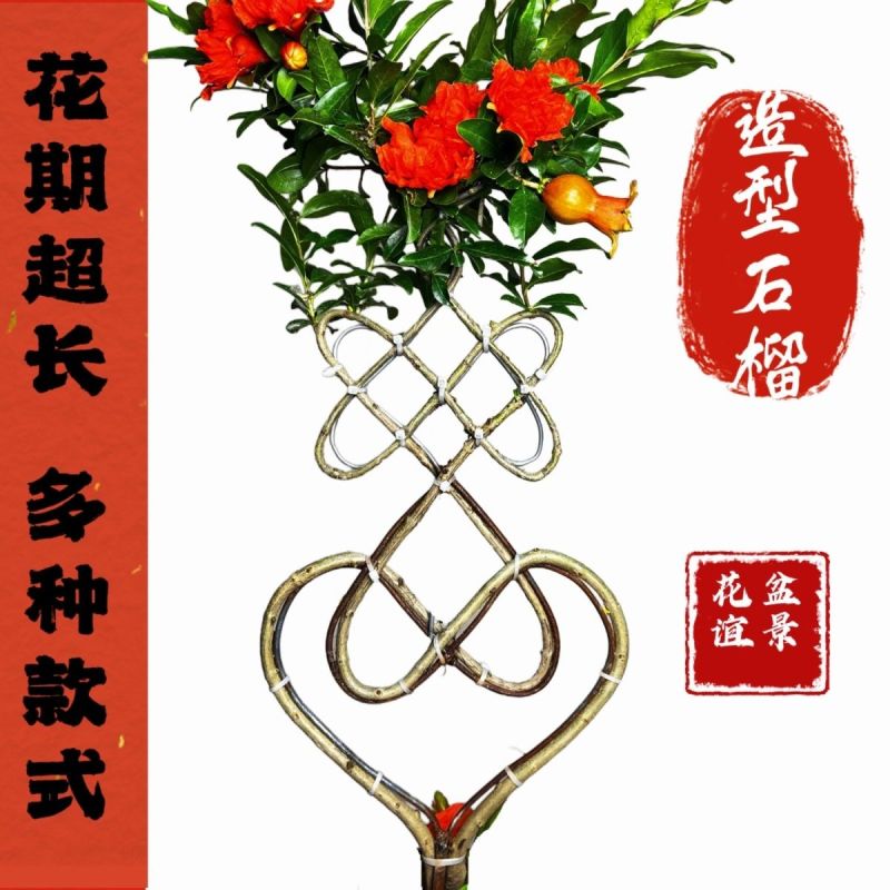 精品中国结造型心型，福字型，寿字型盆栽阳台开花石榴