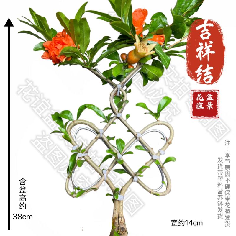 精品中国结造型心型，福字型，寿字型盆栽阳台开花石榴